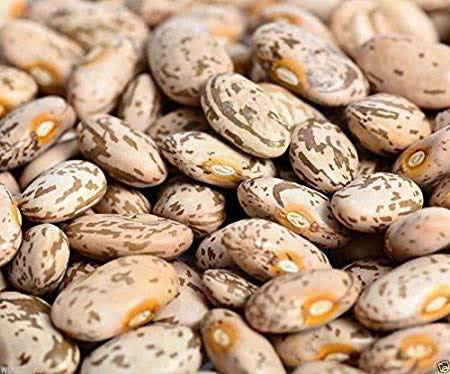 PINTO BEANS