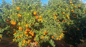 Global Agricultural Commodity. Globoto Mayo ltda